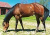 Horse for sale: Pacific Sailing AQHA- Barrel Mare-Kid Safe!-buckle & saddle winner!!