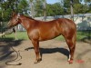 Horse for sale: Awesome Connection, Halter show filly w/ APHA points