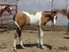 Horse for sale: Predacious