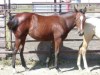 Horse for sale: Serene Doc