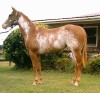 Horse for sale: Sheza Cool Scotch