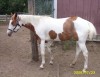 Horse For Sale: Dakota Moon Storm- Photo 1