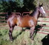 Horse for sale: Ima Shi Balck Topper
