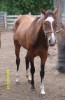 Horse for sale: Shesa Dancer Too