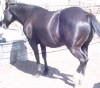 Horse for sale: Flashy Black AQHA Mare