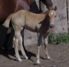 Horse for sale: Outstanding AQHA Palomino Filly