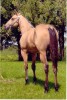 Horse for sale: Sheiks Amaretto