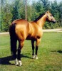 Horse for sale: Sheiks Order