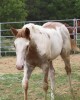 Horse SOLD: NAME LESS IN OKLAHOMA- Photo 1