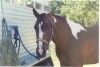 Horse for sale: PISTOLS  RED REBA