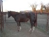 Horse for sale: Sols Aces High