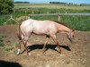 Horse for sale: HEZA STAR TEMON