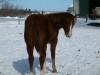 KENO - AQHA colt- Photo 2