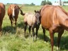 KERMIT - AQHA Grullo Colt- Photo 2