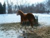 KENO - AQHA colt- Photo 3