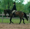 Horse for sale: Rien de Risque