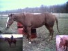 Horse For Sale: Cash N Out- Photo 1
