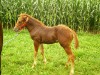 Horse for sale: Chestnut June 2003 Colt