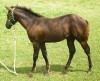 Horse for sale: Dark Chestnut April 2003 Colt