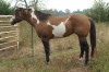 Horse for sale: Hot Bucksedo Man