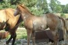 Horse for sale: unnamed Red Dun Overo Filly