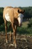 Horse for sale: unnamed Red Dun Overo Colt