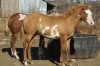 unnamed Red Dun Overo Filly- Photo 3