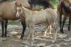 unnamed Red Dun AQHA Filly- Photo 3