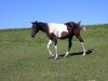 Horse for sale: Pepsis Bar Money