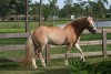 Horse For Sale: Sugar's Allstar Spice- Photo 1