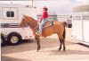 Horse For Sale: ML DUN SPUN- Photo 1