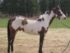 Horse for sale: The Montana Phantom