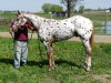 Horse For Sale: Mr Inclussive Kid- Photo 1