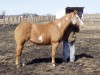 Horse For Sale: Rare Royalty- Photo 1
