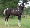 Horse For Sale: Ima SkipABar Annie- Photo 1