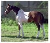 Horse For Sale: Khiowa Painted Shai - Photo 1