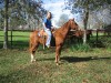 Horse for sale: Docs Winaree