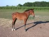Horse for sale: 2005 AQHA Filly  Reg-pending