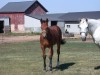 Horse for sale: 2005 AQHA stud colt reg-pending