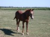 Horse for sale: 2005 AQHA Stud colt-pending