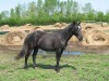 Horse for sale: Fleet Jane