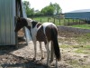 Horse for sale: Hawk Jet Reno