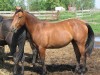 Horse for sale: Sparky Miss Five