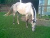 Horse for sale: Kellys Sugar Cat
