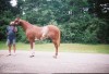Horse For Sale: Big own yearling son of Mighty Awesome- Photo 1