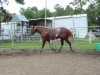 Big own yearling son of Mighty Awesome- Photo 3