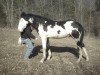 Horse SOLD: No BS- Photo 1