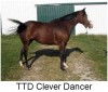 Horse SOLD: TTD Clever Dancer- Photo 1
