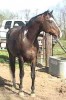 Horse SOLD: Tuff Times Dancer- Photo 1