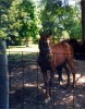 Horse for sale: Fawns Notice  (Daisy)